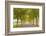 Alexander Valley Trees-Richard Wong-Framed Photographic Print