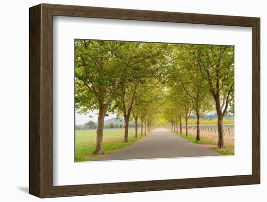 Alexander Valley Trees-Richard Wong-Framed Photographic Print