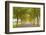 Alexander Valley Trees-Richard Wong-Framed Photographic Print