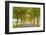 Alexander Valley Trees-Richard Wong-Framed Photographic Print