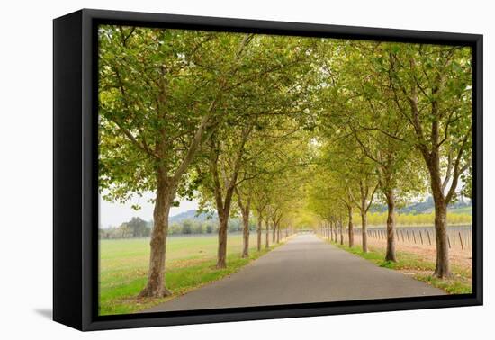 Alexander Valley Trees-Richard Wong-Framed Premier Image Canvas