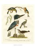 Wood Ibis, Scarlet Flamingo, White Ibis, C.1828-1829-Alexander Wilson-Giclee Print