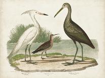Antique Spoonbill and Sandpipers-Alexander Wilson-Framed Stretched Canvas