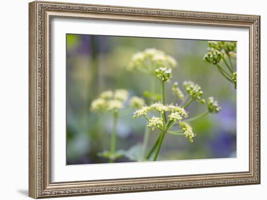 Alexanders in Flower Spring-null-Framed Photographic Print