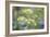 Alexanders in Flower Spring-null-Framed Photographic Print