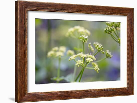 Alexanders in Flower Spring-null-Framed Photographic Print