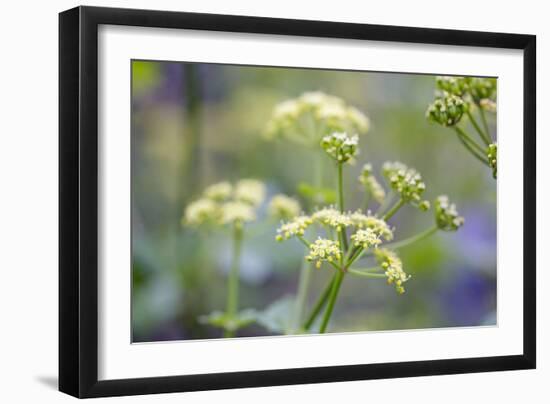 Alexanders in Flower Spring-null-Framed Photographic Print