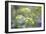 Alexanders in Flower Spring-null-Framed Photographic Print