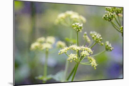Alexanders in Flower Spring-null-Mounted Photographic Print