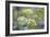 Alexanders in Flower Spring-null-Framed Photographic Print