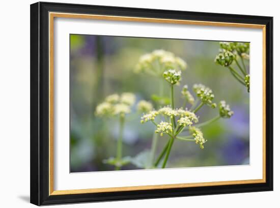 Alexanders in Flower Spring-null-Framed Photographic Print