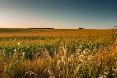 View of a Field of Wheat-Alexandr Savchuk-Framed Photographic Print
