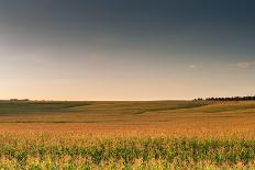 View of a Field of Wheat-Alexandr Savchuk-Framed Photographic Print