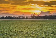 View of a Field of Wheat-Alexandr Savchuk-Framed Photographic Print