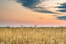 View of a Field of Wheat-Alexandr Savchuk-Photographic Print