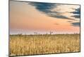 Photographic Print