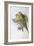 Alexandra's Parrot (Polytelis Alexandrae)-John Gould-Framed Giclee Print