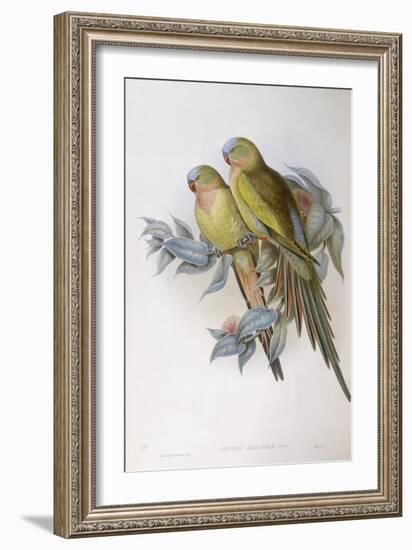 Alexandra's Parrot (Polytelis Alexandrae)-John Gould-Framed Giclee Print