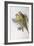 Alexandra's Parrot (Polytelis Alexandrae)-John Gould-Framed Giclee Print