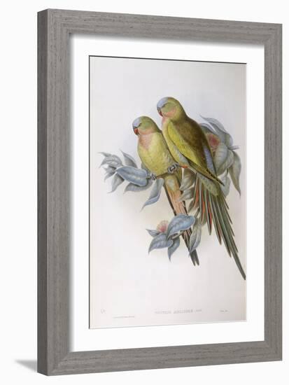 Alexandra's Parrot (Polytelis Alexandrae)-John Gould-Framed Giclee Print