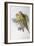 Alexandra's Parrot (Polytelis Alexandrae)-John Gould-Framed Giclee Print