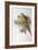 Alexandra's Parrot (Polytelis Alexandrae)-John Gould-Framed Giclee Print