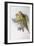 Alexandra's Parrot (Polytelis Alexandrae)-John Gould-Framed Giclee Print