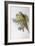 Alexandra's Parrot (Polytelis Alexandrae)-John Gould-Framed Giclee Print