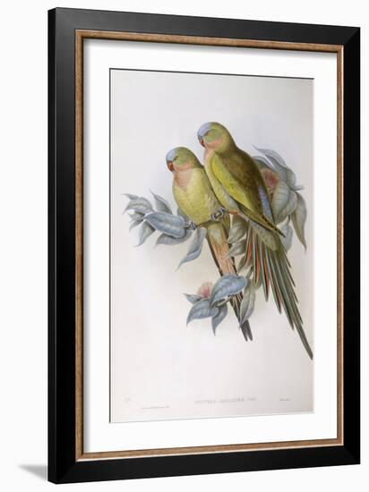 Alexandra's Parrot (Polytelis Alexandrae)-John Gould-Framed Giclee Print