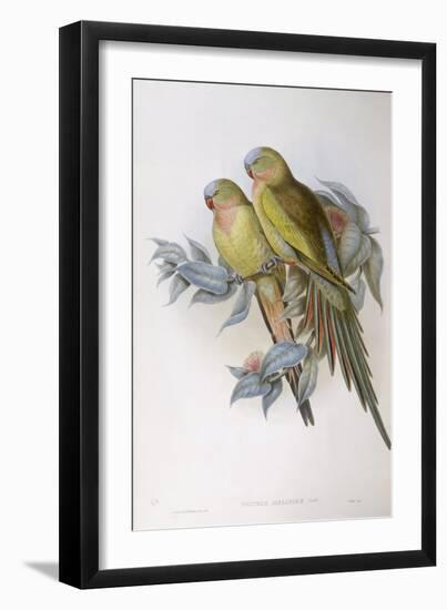 Alexandra's Parrot (Polytelis Alexandrae)-John Gould-Framed Giclee Print