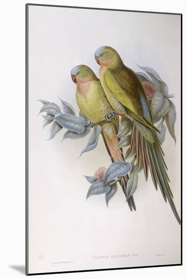 Alexandra's Parrot (Polytelis Alexandrae)-John Gould-Mounted Giclee Print