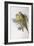 Alexandra's Parrot (Polytelis Alexandrae)-John Gould-Framed Giclee Print