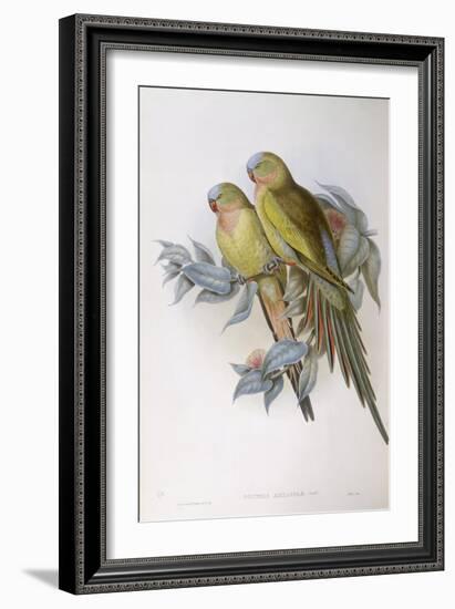 Alexandra's Parrot (Polytelis Alexandrae)-John Gould-Framed Giclee Print