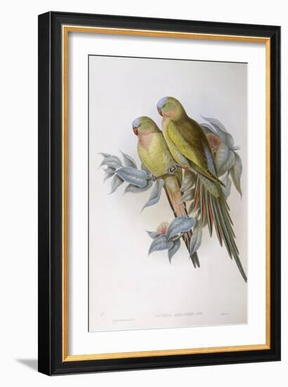 Alexandra's Parrot (Polytelis Alexandrae)-John Gould-Framed Giclee Print