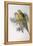 Alexandra's Parrot (Polytelis Alexandrae)-John Gould-Framed Premier Image Canvas