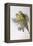 Alexandra's Parrot (Polytelis Alexandrae)-John Gould-Framed Premier Image Canvas