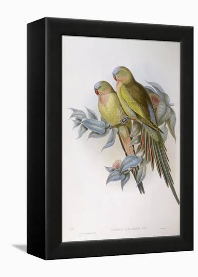 Alexandra's Parrot (Polytelis Alexandrae)-John Gould-Framed Premier Image Canvas