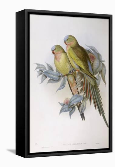 Alexandra's Parrot (Polytelis Alexandrae)-John Gould-Framed Premier Image Canvas