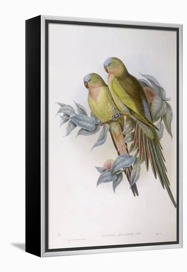 Alexandra's Parrot (Polytelis Alexandrae)-John Gould-Framed Premier Image Canvas