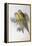 Alexandra's Parrot (Polytelis Alexandrae)-John Gould-Framed Premier Image Canvas