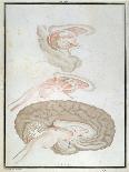 Cross-Section of the Brain, from 'Traite D'Anatomie Et De Physiologie' by Felix Vicq D'Azyr-Alexandre Briceau-Giclee Print