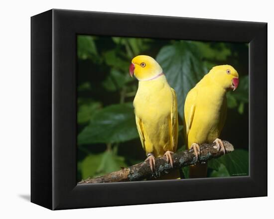 Alexandrine Parakeet, USA-Lynn M. Stone-Framed Premier Image Canvas