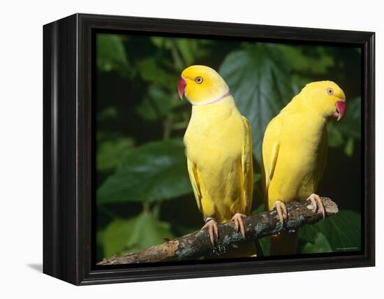 Alexandrine Parakeet, USA-Lynn M. Stone-Framed Premier Image Canvas