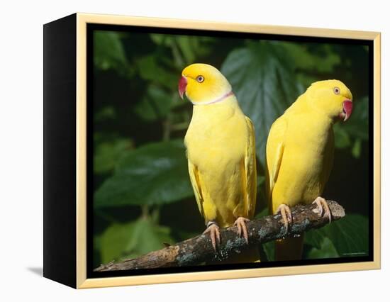 Alexandrine Parakeet, USA-Lynn M. Stone-Framed Premier Image Canvas