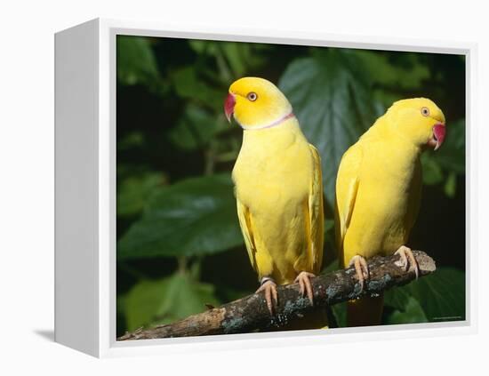 Alexandrine Parakeet, USA-Lynn M. Stone-Framed Premier Image Canvas