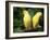 Alexandrine Parakeet, USA-Lynn M. Stone-Framed Photographic Print