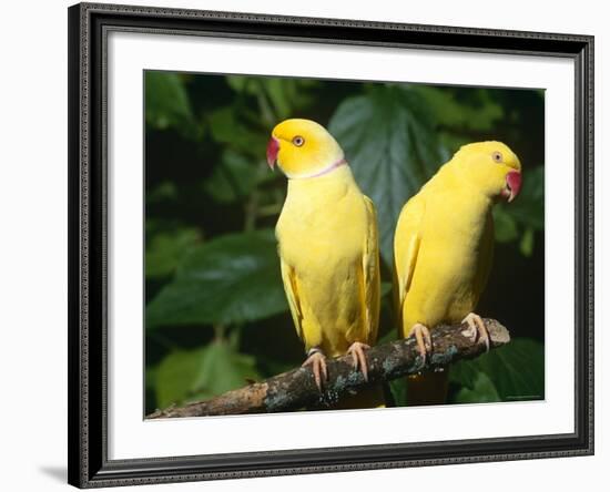 Alexandrine Parakeet, USA-Lynn M. Stone-Framed Photographic Print