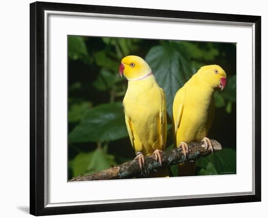 Alexandrine Parakeet, USA-Lynn M. Stone-Framed Photographic Print