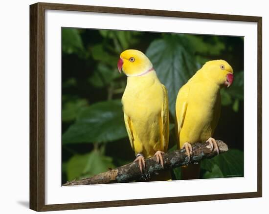 Alexandrine Parakeet, USA-Lynn M. Stone-Framed Photographic Print