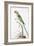 Alexandrine Parakeet-Nicolas Robert-Framed Giclee Print